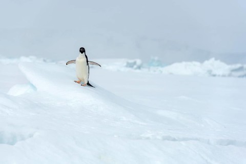 Adelie penguin, (Pygoscelis antarctica), long-tailed penguin, Kinnes Cove, Paulet Island, Antartica
