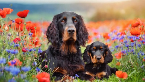 KI generated, animal, animals, mammal, mammals, a, single animal, Gordon Setter, (Canis lupus