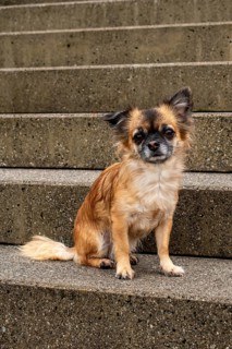 Brown long-haired Chihuahua sitting on a stone staircase looking into the camera, Nussdorf,