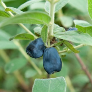 Blue honeyberry (Lonicera cärulea 'Blue Velvet'), Marquardt, Brandenburg, Germany, Europe
