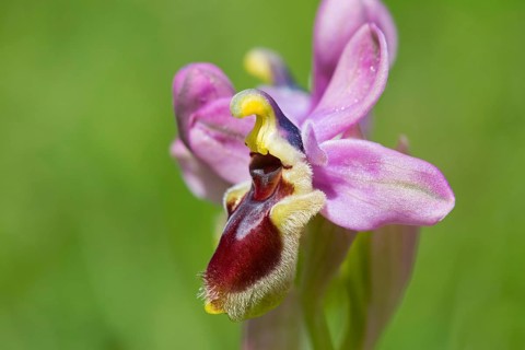 Wasp ragwort, Ophrys tenthredinifera