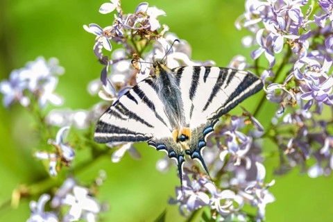 Scarce swallowtail, butterfly of the Papilionidae Family