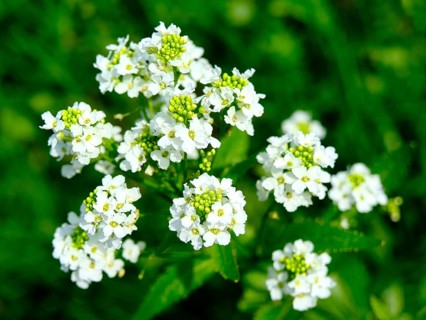 Horseradish (Armoracia rusticana), blurred background, North Rhine-Westphalia, Germany, Europe