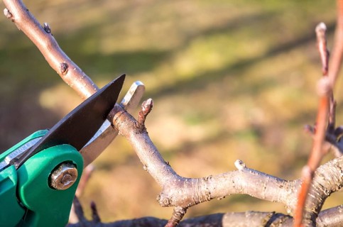 Pruning apple with garden scissors. Spring pruning of fruit trees in the garden.