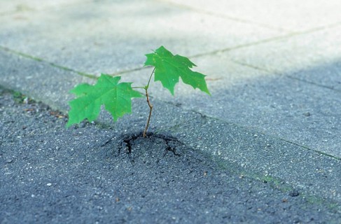Closeup of a very small sycamore maple tree (Acer pseudoplatanus) breaking through asphalt, Munich,