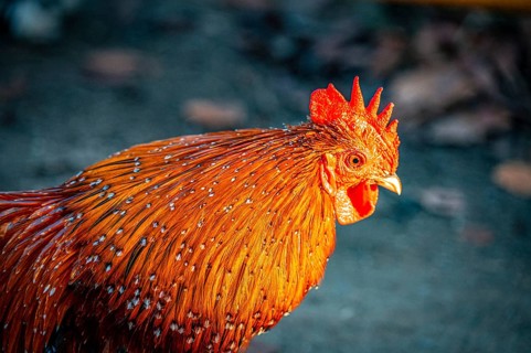 Close-up of a rooster (Gallus gallus domesticus) with red comb and bright plumage, Eisenberg,