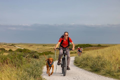 Mountain biker with his Traildog, Vizsla dog on a bicycle, Ameland Island, Friesland, Netherlands