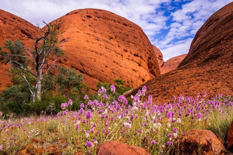 The Australian Outback comes to live when colorful wilflowers cover the dry ground at Valley of the