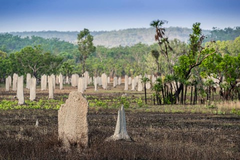 Construction of compass termites (Amitermes meridionalis), Litchfield National Park, Northern