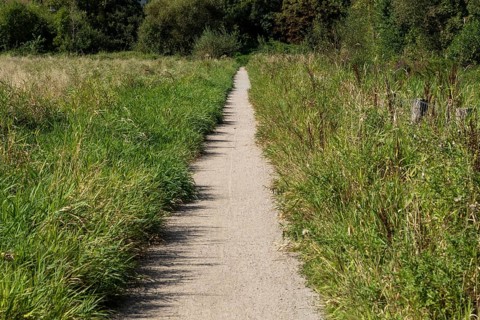 Hiking trail through summery wet meadows in the Düngelau Feld nature reserve in the Eidelstedter