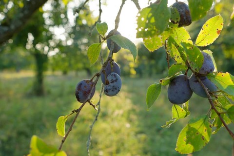 Plums ready for harvest hanging on a tree, in Hohenloher Land, fruit harvest, fruit, plum,