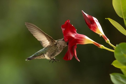 Anna's hummingbird (calypte anna) enjoying the red mandevilla