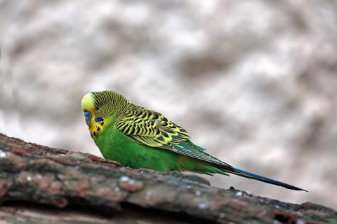 Budgerigar, (Psittaculidae), green