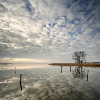 Morning atmosphere on the Szczecin Lagoon near Altwarp in winter, reed belt and bare trees on the