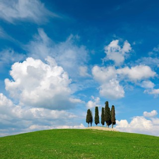 Group of trees, cypresses on hill in green field under blue sky with cumulus clouds, Province of