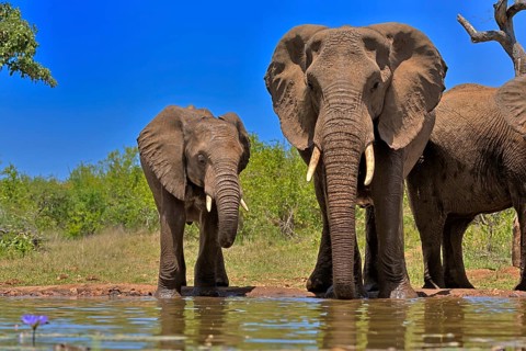 African elephant (Loxodonta africana), adult, female, mother, half-grown young, mother with