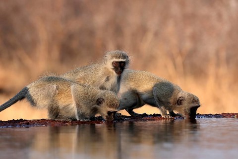 Vervet Monkey (Chlorocebus pygerythrus), adult, three animals, group, drinking, at the water,
