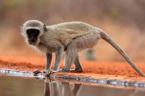 Vervet Monkey (Chlorocebus pygerythrus), adult, drinking, at the water, Kruger National Park,