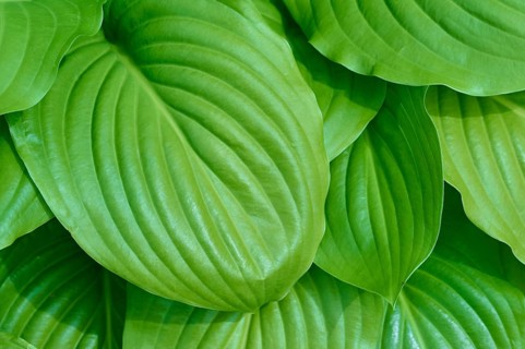Several green hosta leaves, with a slightly shiny surface, in spring, Germany, Europe