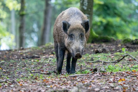 Wild boar (Sus scrofa), boar, Vulkaneifel, Rhineland-Palatinate, Germany, Europe