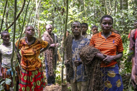 Pygmies of the Baka or BaAka people with their hunting nets in the forest, Dzanga-Sangha Special