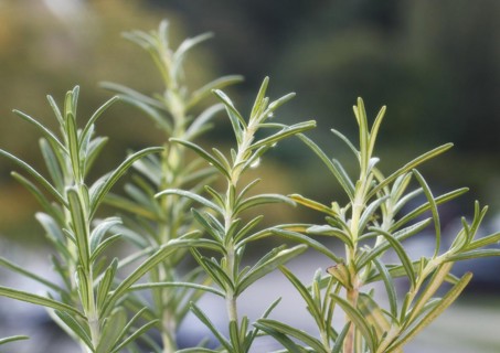 Rosemary (Salvia rosmarinus), with water droplets, North Rhine-Westphalia, Germany, Europe
