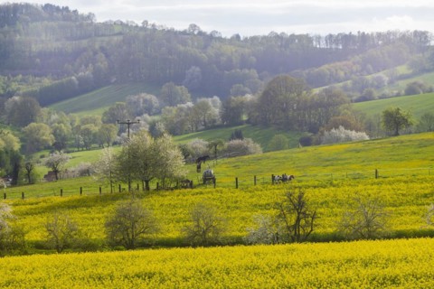 Flowering fields near Karsdorf in the Eastern Ore Mountains, Karsdorf, Saxony, Germany, Europe