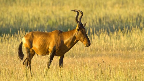 Red hartebeest (Alcelaphus buselaphus) Red hartebeest in the grasslands of the Kalahari South