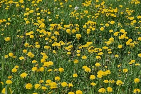 Dandelion meadow, dandelion, Leontodon, Taraxacum sec. Ruderalia, Asteraceae, Federal Republic of