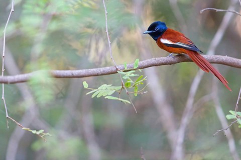 Senegal Paradise Flycatcher, (Terpsiphone rufiventer), Brufut woods, Brufut, South Bank, Gambia,