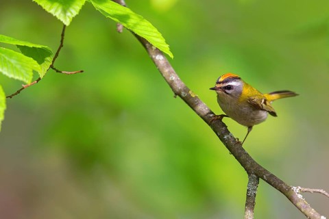Goldcrest, Regulus ignicapillus, Luce, Mountain area, Luce, Styria, Slovenia, Europe