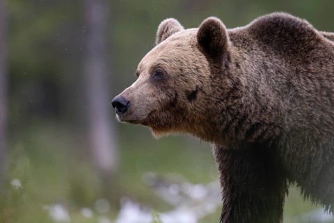 Brown bear (Ursus arctos) in the Finnish taiga, Kuusamo, Finland, Europe