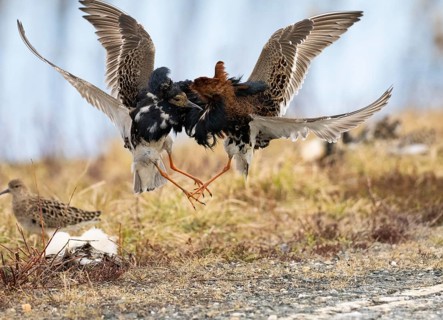 Ruff (Calidris pugnax) two males in breeding plumage at lek, fighting over female, Pokka, Finnish