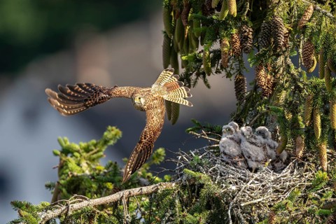 Common kestrel (Falco tinnunculus), young bird not yet able to fly, Vulkaneifel,