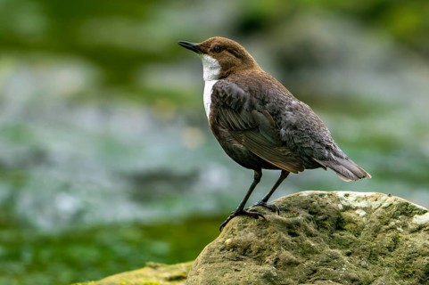 White-throated dipper, Central European dipper (Cinclus cinclus aquaticus) resting on rock in