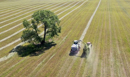 Aerial view of forage harvesting on an organic farm. A forage harvester transports the chopped