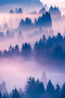 Fog and forest in Oberägeri in the canton of Zug, Switzerland, Europe