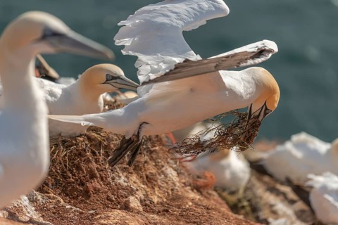 Northern gannet (Morus bassanus), offshore island of Heligoland, North Sea, Pinneberg district,