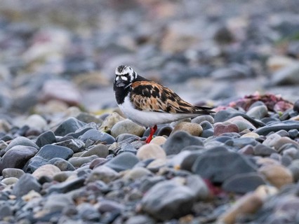 Ruddy Turnstone (Arenaria interpres), adult, summer plumage, resting on the seashore, Varanger,