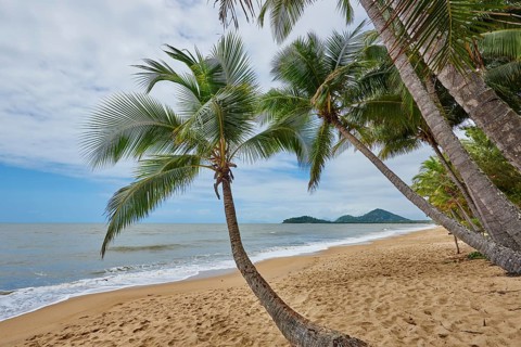 Landscape of Clifton Beach with coconut palms in spring, Queensland Australia