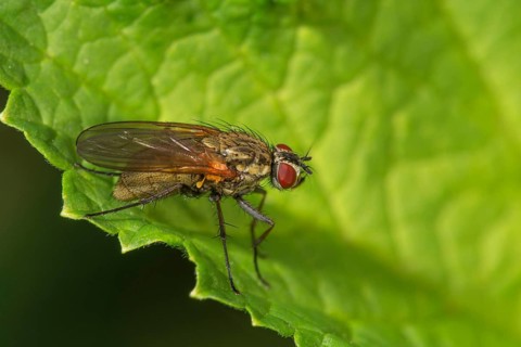 A flower fly (Anthomyiidae) sitting on a large green leaf, Baden-Württemberg, Germany, Europe