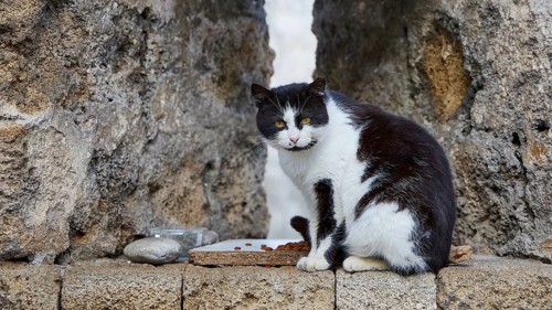 Black and white cat sits in front of a stone wall and looks attentively, next to it a bowl of food,