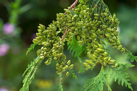 Seed stand on a branch of the arborvitae (Thuja), Bavaria, Germany, Europe