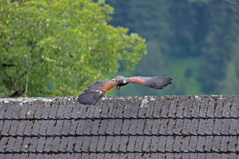 Harris's hawk (Parabuteo unicinctus), Hohenwerfen Castle, Salzburger Land, Austria, falconer,