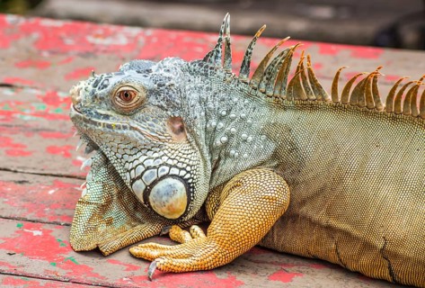 Brown lazy Iguana in Singapore Zoo