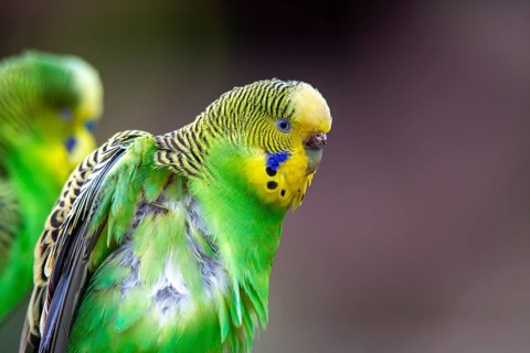 Close-up of two budgies that obviously like each other