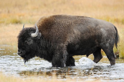 American bison (Bos bison, Bison bison), male, Yellowstone National Park, Wyoming, USA, North