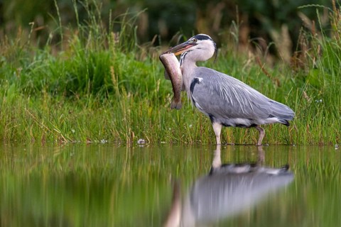 Grey heron (Ardea cinerea) with fish as prey, Aviemore, Scotland, Great Britain
