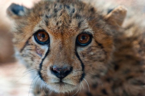 A 6-month-old cheetah (Acinonyx jubatus), young animal, predator, big cat, facial expression, head,