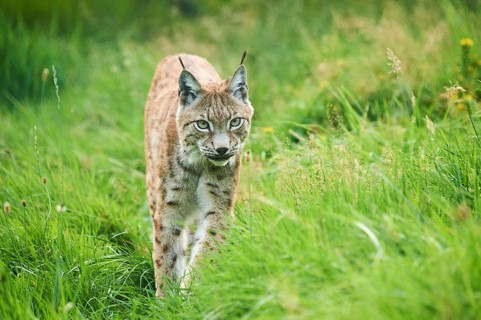 Eurasian lynx (Lynx lynx) walking through the grass, Wildpark Aurach, Kitzbühl, Tirol, Austria,
